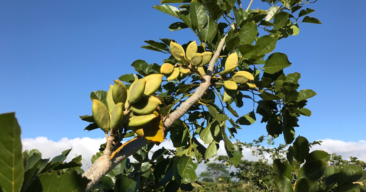 Pongamia trees hold promise as protein crop | Farm Progress