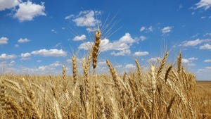 swfp-shelley-huguley-20-wheat-harvest-mcfadden-9.JPG