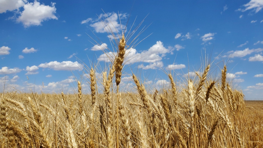 swfp-shelley-huguley-20-wheat-harvest-mcfadden-9.JPG swfp-shelley-huguley-20-wheat-harvest-mcfadden-9.JPG