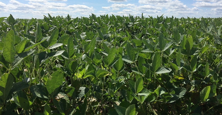 field of soybeans in southeast Minnesota in August 2019