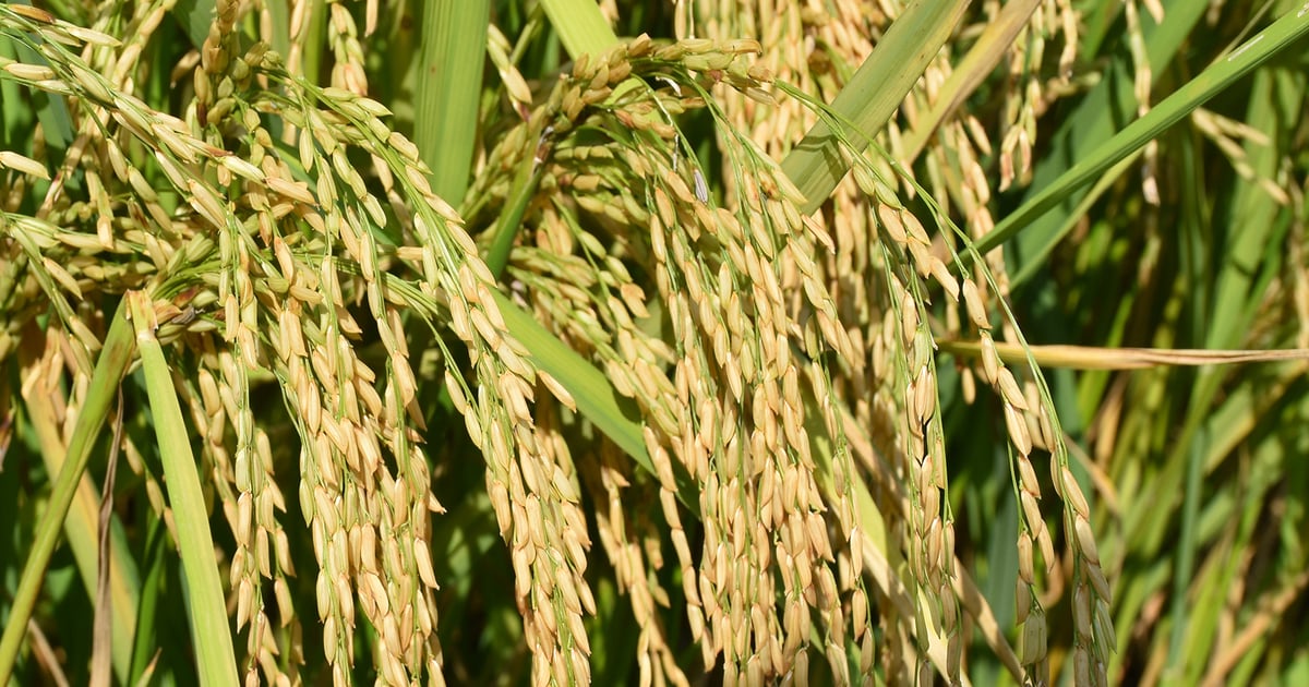 Days suitable for planting rice in Arkansas