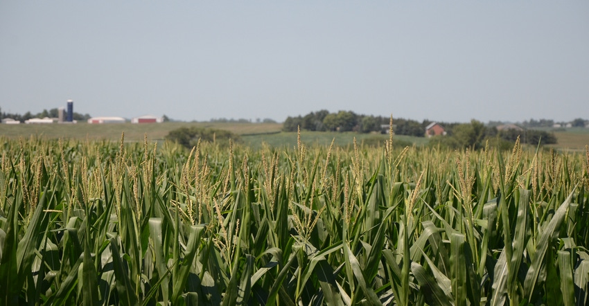 cornfield