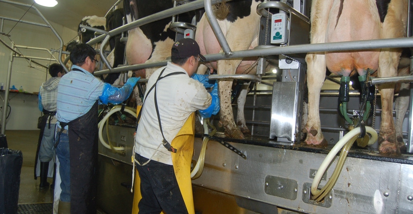 workers using robotic milkers on cows