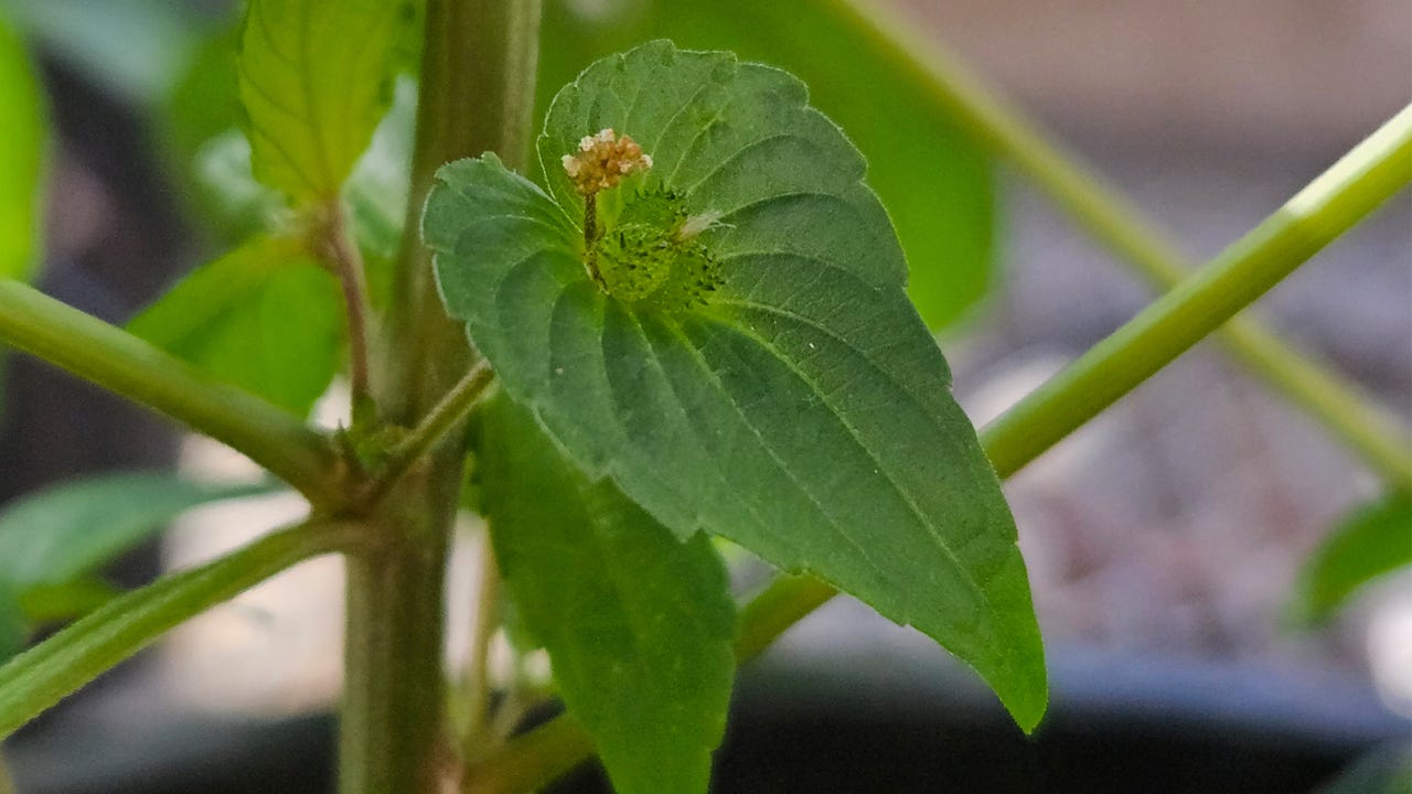 Asian copperleaf has circular to heart-shaped bracts beneath flowers