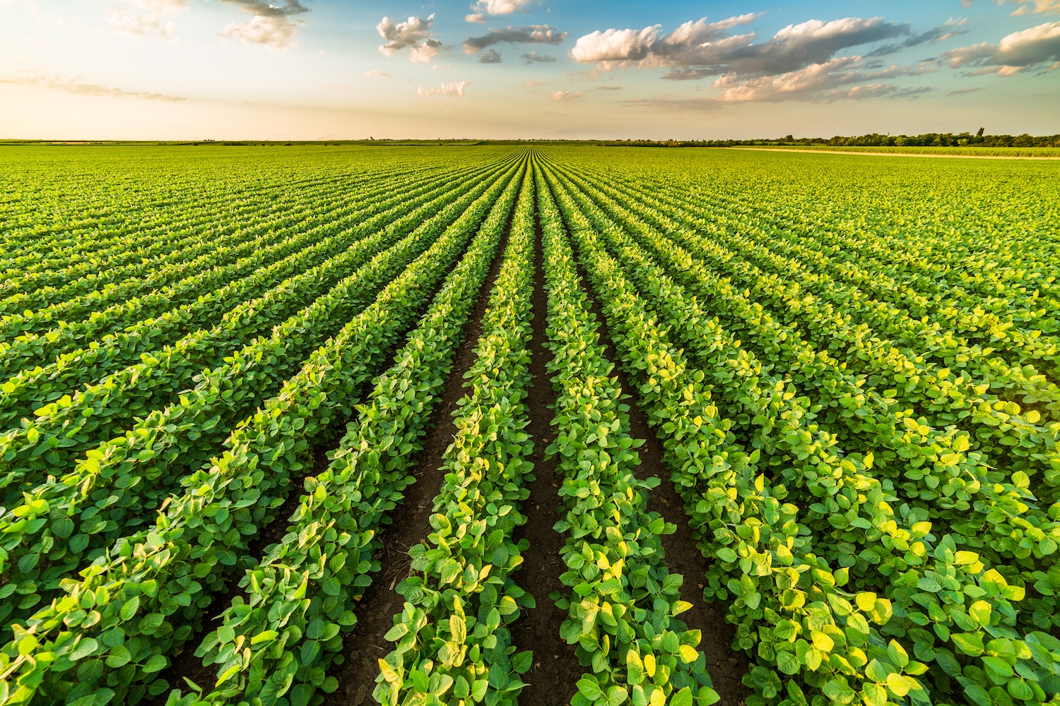 3 considerations for doublecrop soybeans