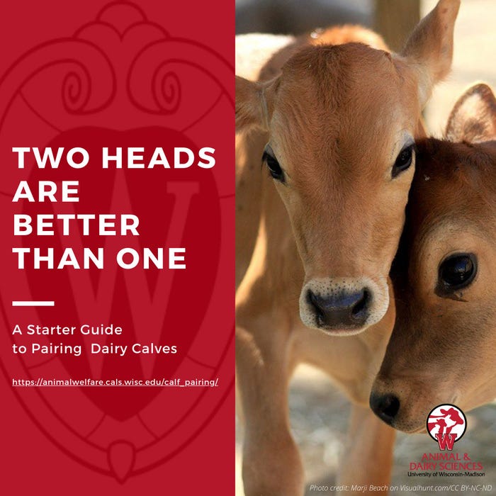 A graphic with a photograph of two calves and a headline that reads Two Heads Are Better Than One - A Starter Guide to Pairing Dairy Calves