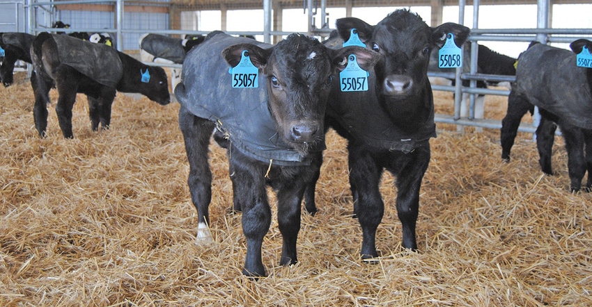 Two dairy beef calves