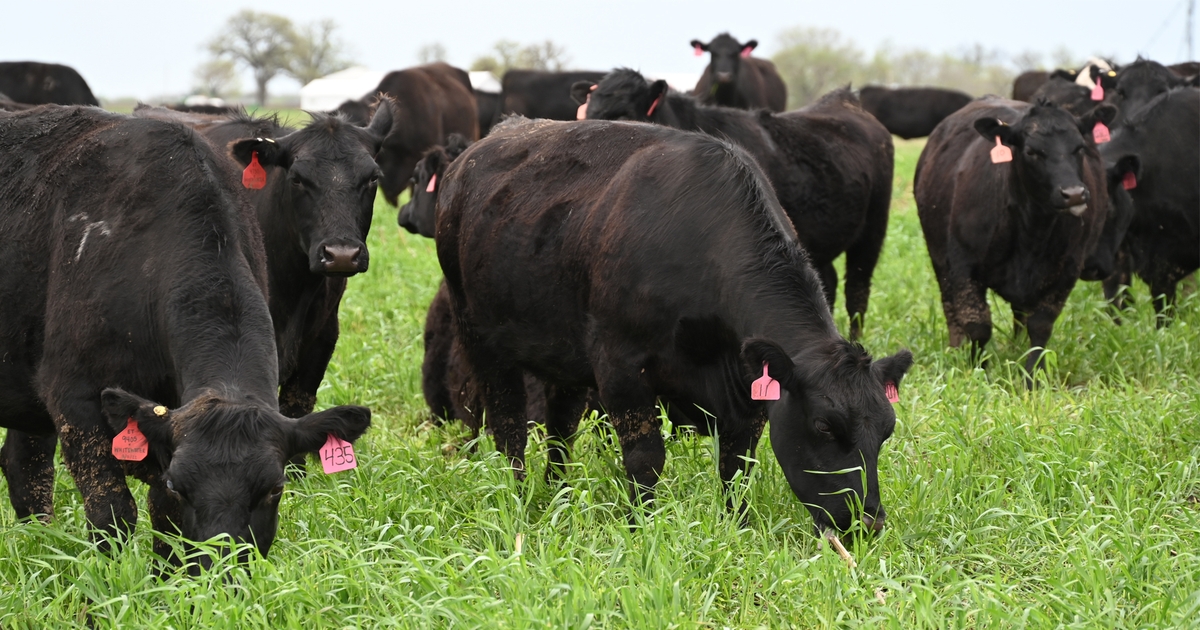 Beef cow herd to shrink for years to come