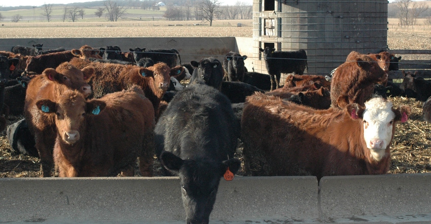 beef cattle in pen