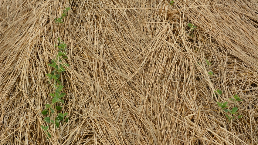 Soybean plants sprouting through cover crops