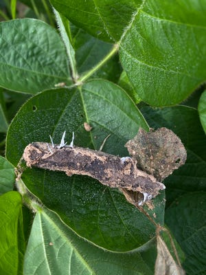 xylaria-necrophora-stromata-on-soybean-debris-with-soybean-leaf_51566003449_o.jpg
