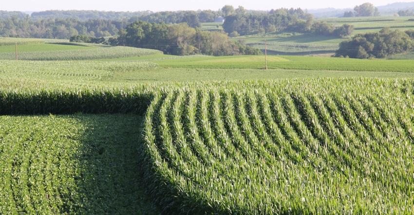 Corn field Corn field