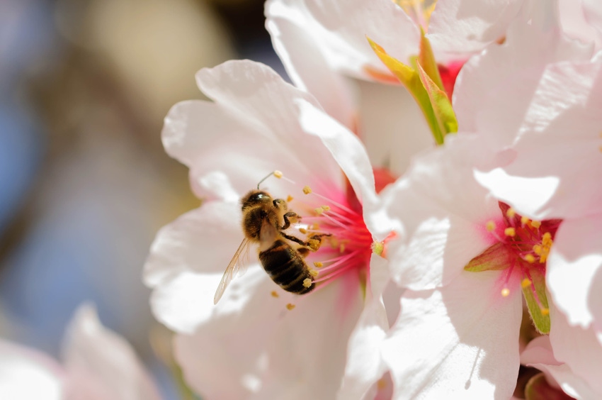 bee in almond flower