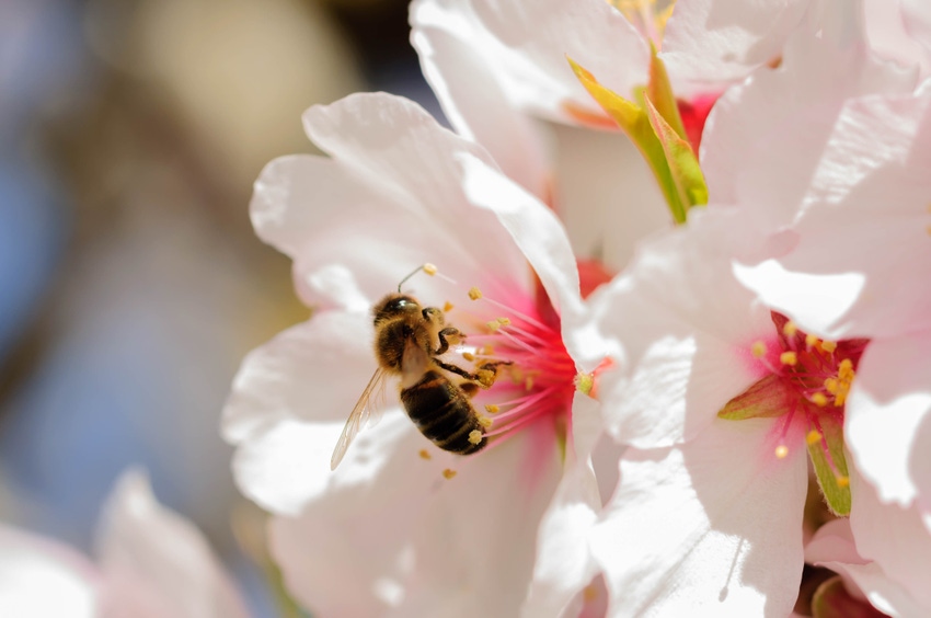 bee in almond flower bee in almond flower