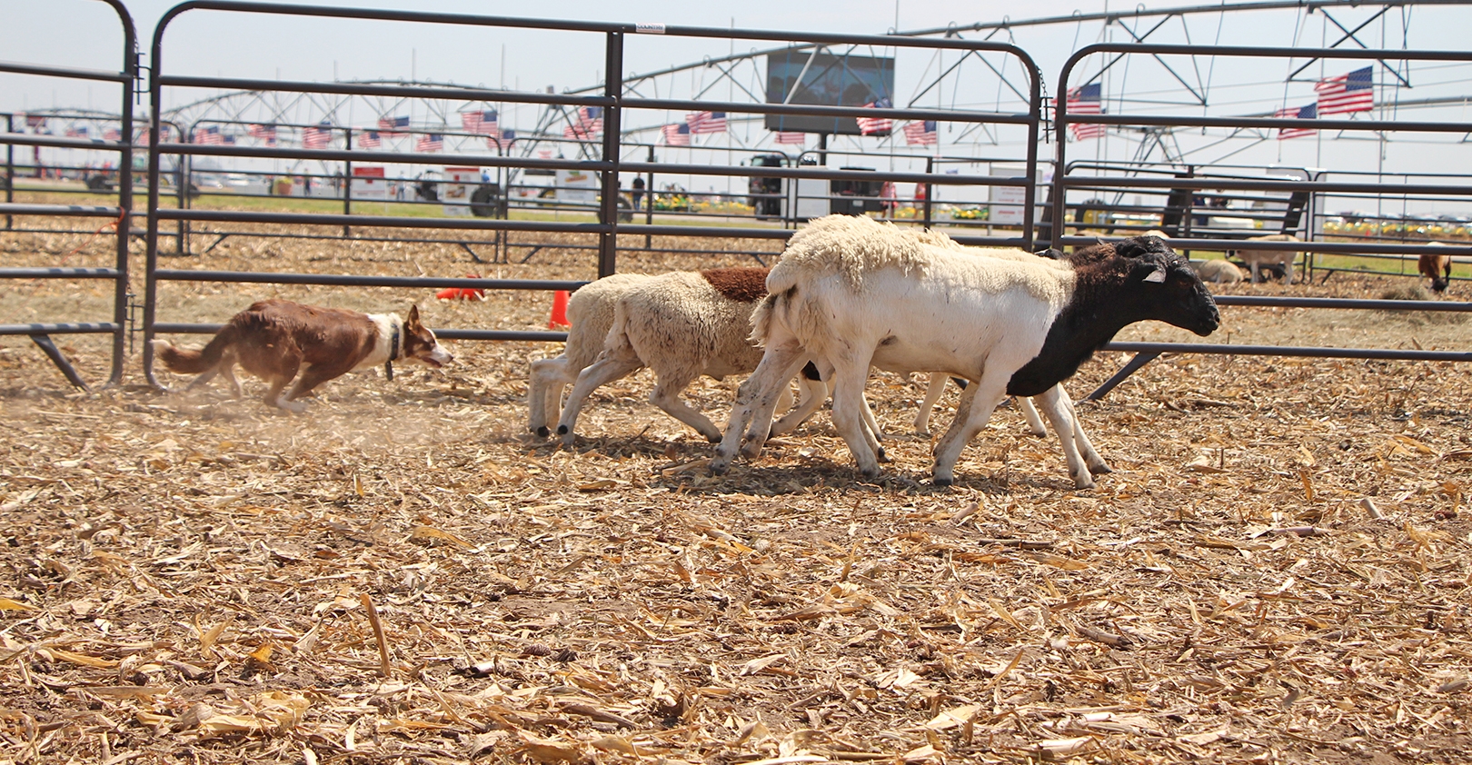 Training cow hot sale dogs