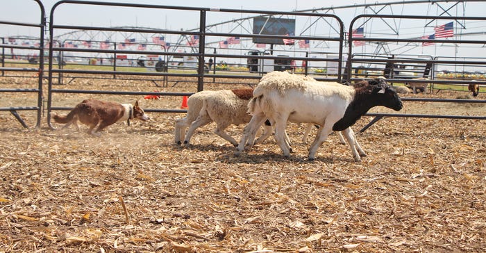 Border collie gathers up a set of sheep during Husker Harvest Days demonstration