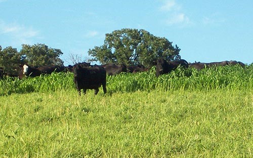 6-13-22 beef news_0.jpg 6-13-22 beef news_0.jpg