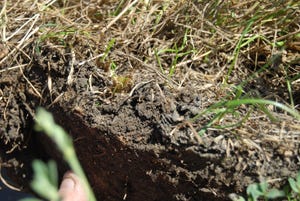 Good soil with plenty of roots