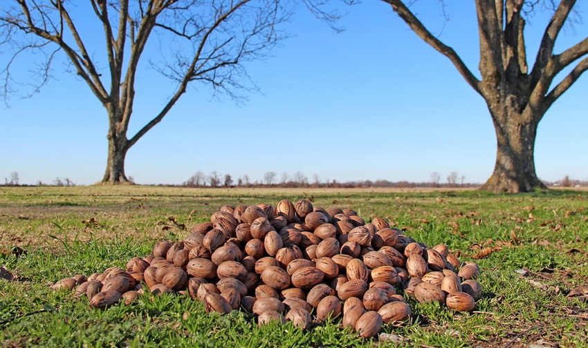 Pecan vs. pecan: The divide over how to say the word can drive you