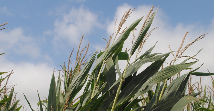 Corn field Corn field