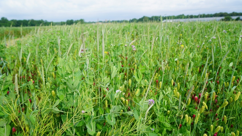 Are cover crops the Keto diet of ag?