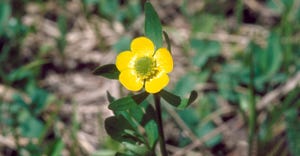 close up of buttercup weed