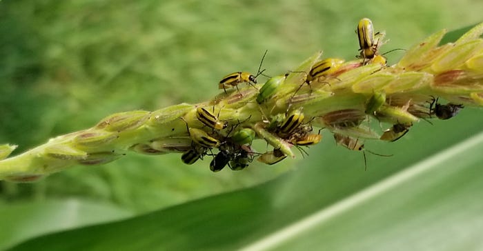 western and northern corn rootworm beetles on late pollinating corn tassel