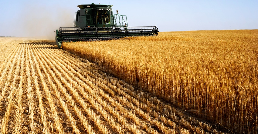 green combine harvesting wheat