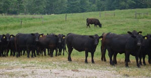 beef cattle grazing