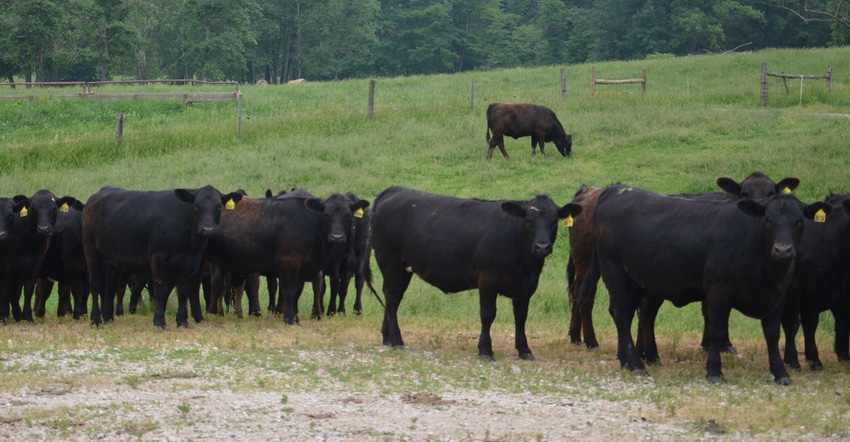 beef cattle grazing beef cattle grazing