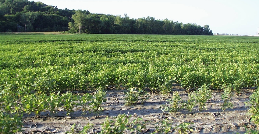 Soybean field with soybean cyst nematode 