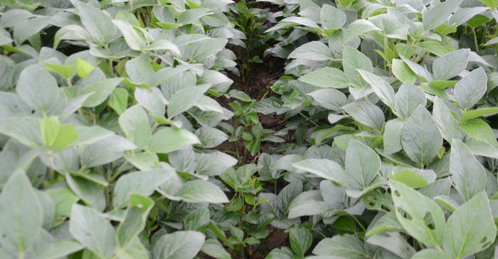 small waterhemp plants emerging between rows of soybeans