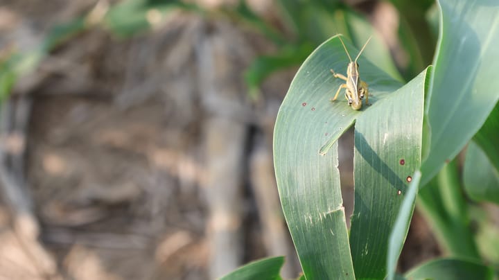 Is this the summer of the grasshopper?