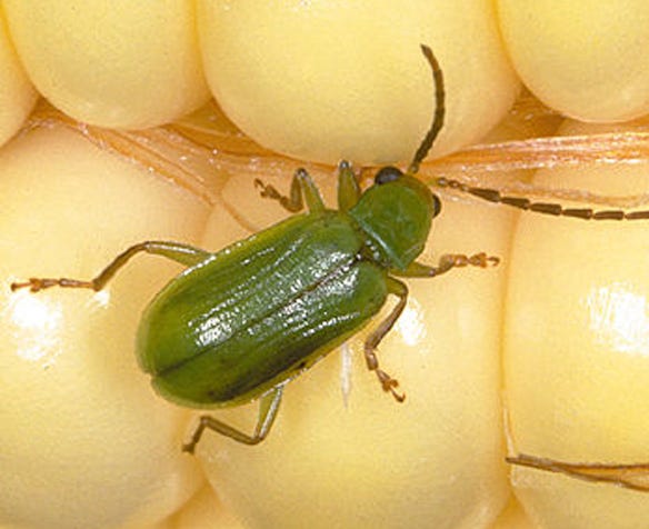green northern corn rootworm adult beetles 