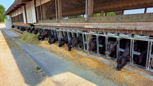  Line of beef-on-dairy crossbred calves eating feed on a Wisconsin dairy farm