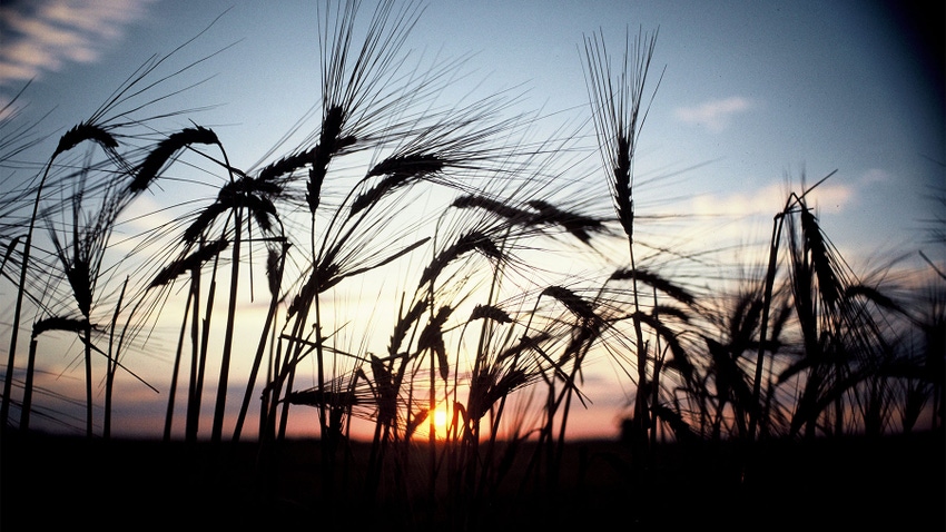 A silhouette of barley crops with a sunset in the background