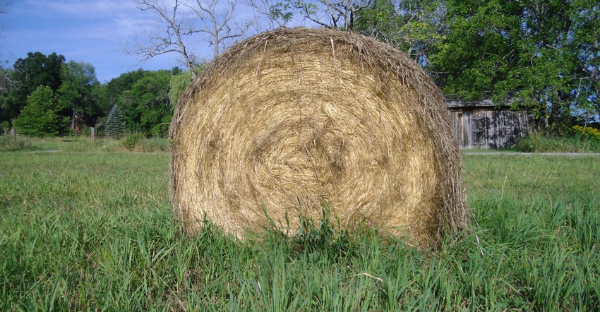 A hay bale rests in a sod field that shows the limiting effects of the 2020 growing season