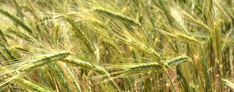triticale_strong_forage_option_plains_beef_prods_1_635382684533224000.jpg