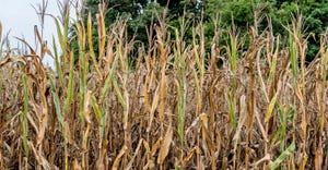 drought damaged stand of corn