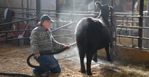 An exhibitor cleans up his Angus cow before competition at the Pennsylvania Farm Show