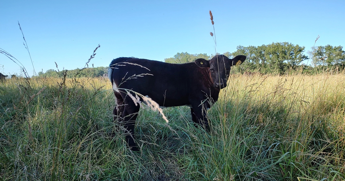 5 ways to boost pasture performance
