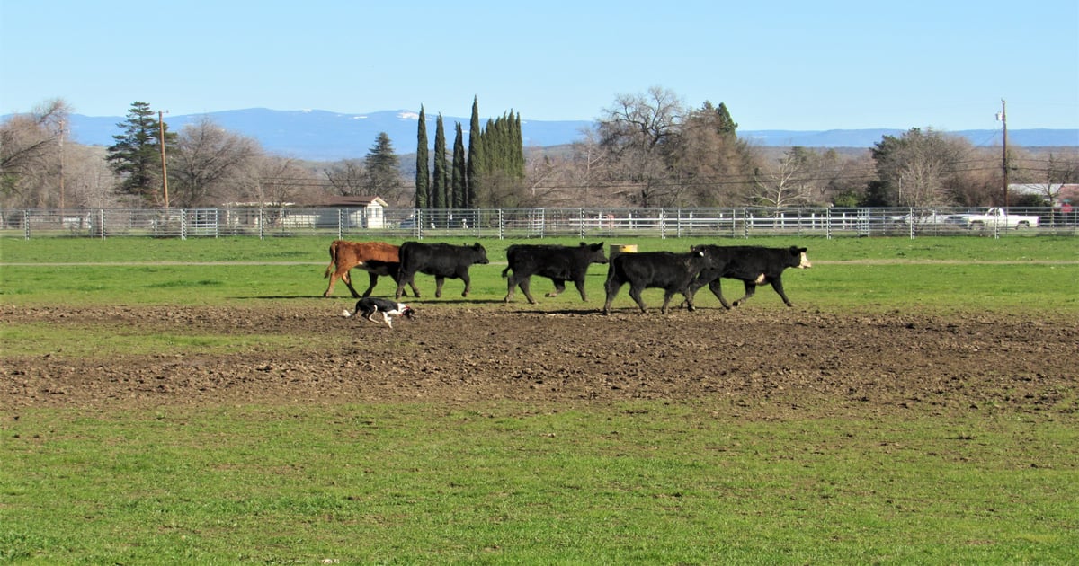 Late rains damage crops, slow field work