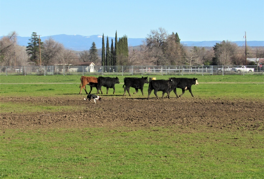 Dog working cattle on muddy field