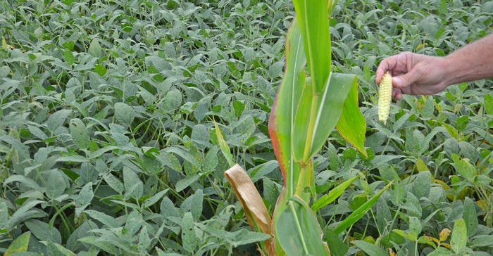 volunteer corn plant growing in soybean field
