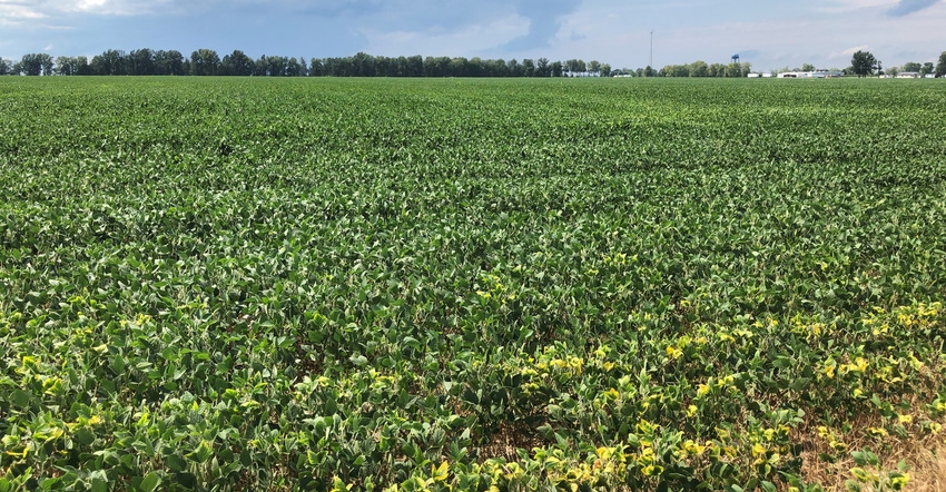 field of soybeans showing potassium deficiency symptoms