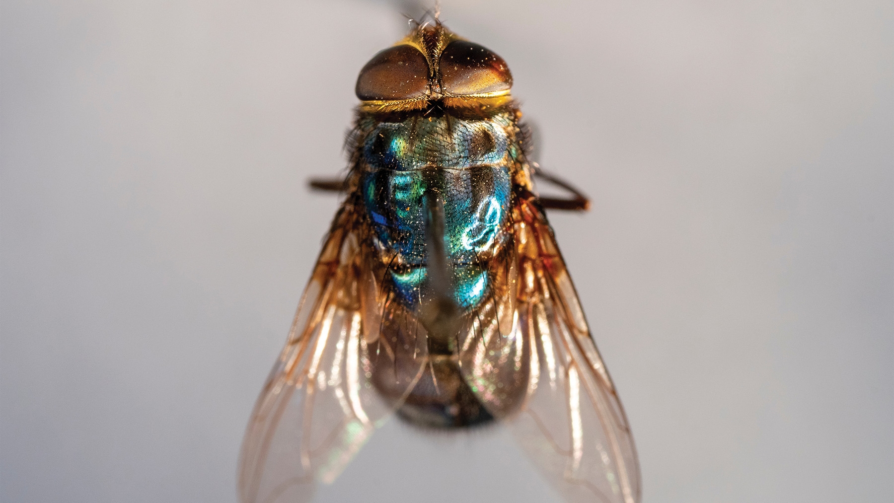 Researchers using 'eBeam' to battle New World screwworm, image size:1280x720