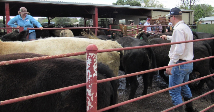 Students working with cattle