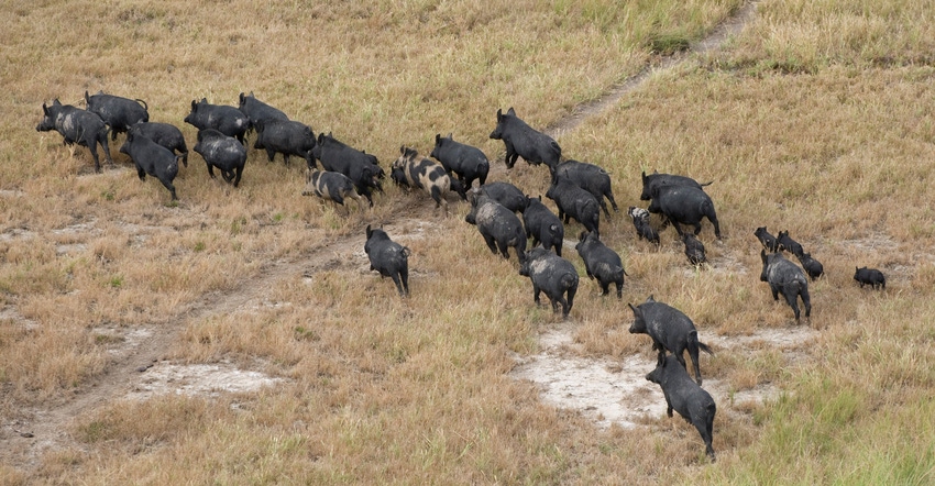 Pack of wild boars wandering in the grass 