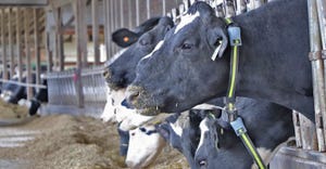 closeup of Holsteins at feed bunk