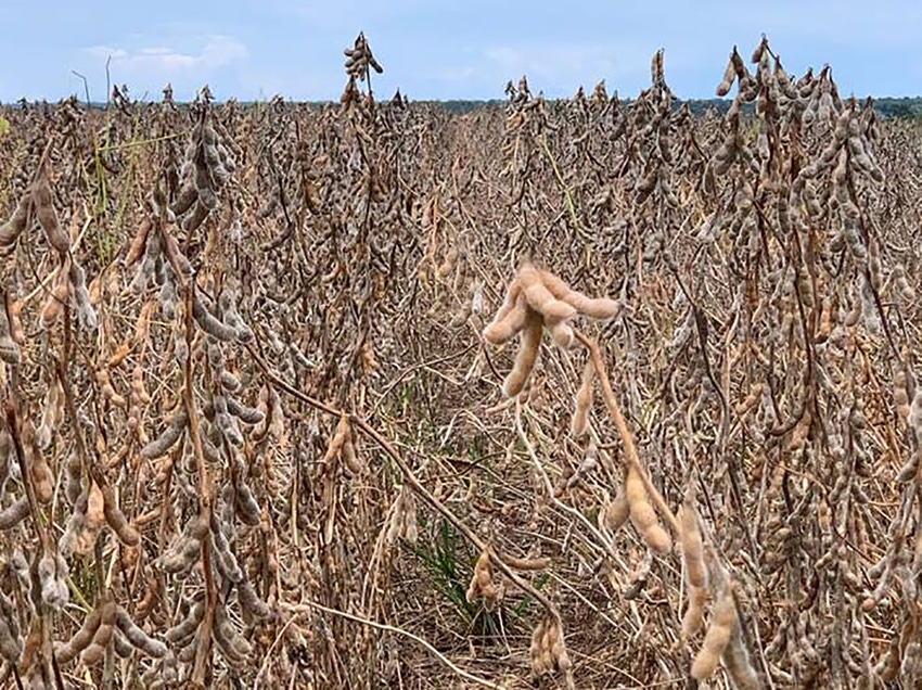 soybeans in Brazil